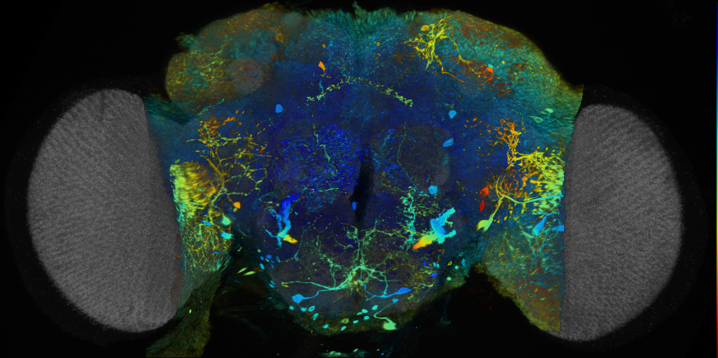 P{VT008483-GAL4} expression pattern