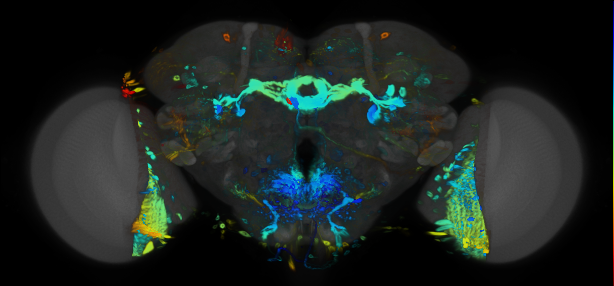 P{VT008648-GAL4} expression pattern