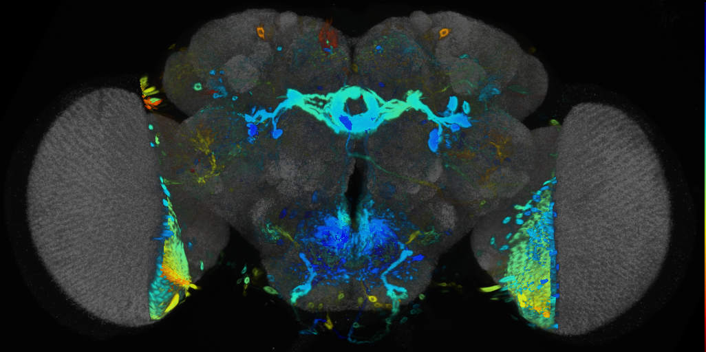 P{VT008648-GAL4} expression pattern