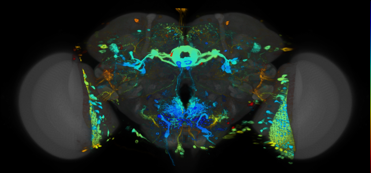 P{VT008648-GAL4} expression pattern