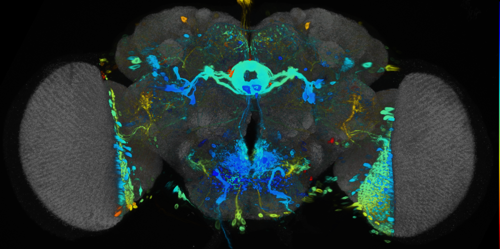 P{VT008648-GAL4} expression pattern