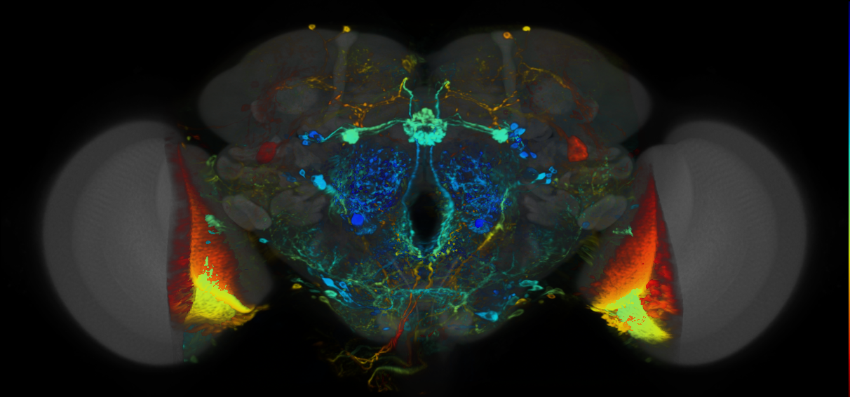 P{VT008665-GAL4} expression pattern
