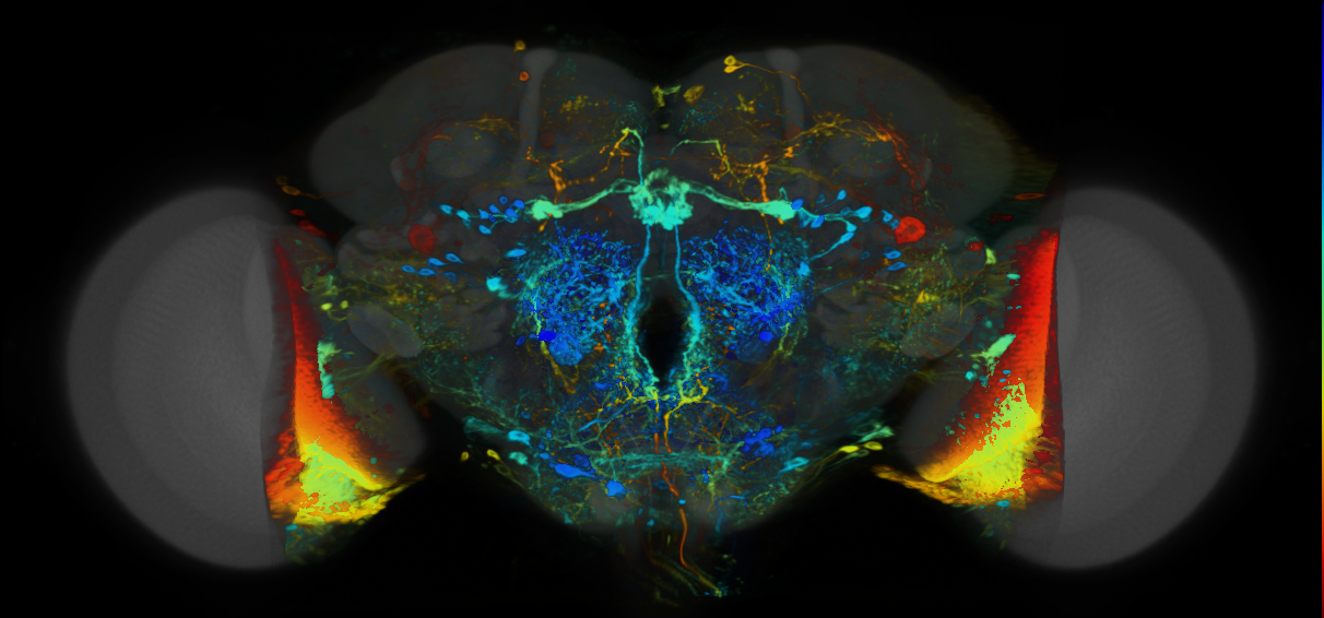 P{VT008665-GAL4} expression pattern