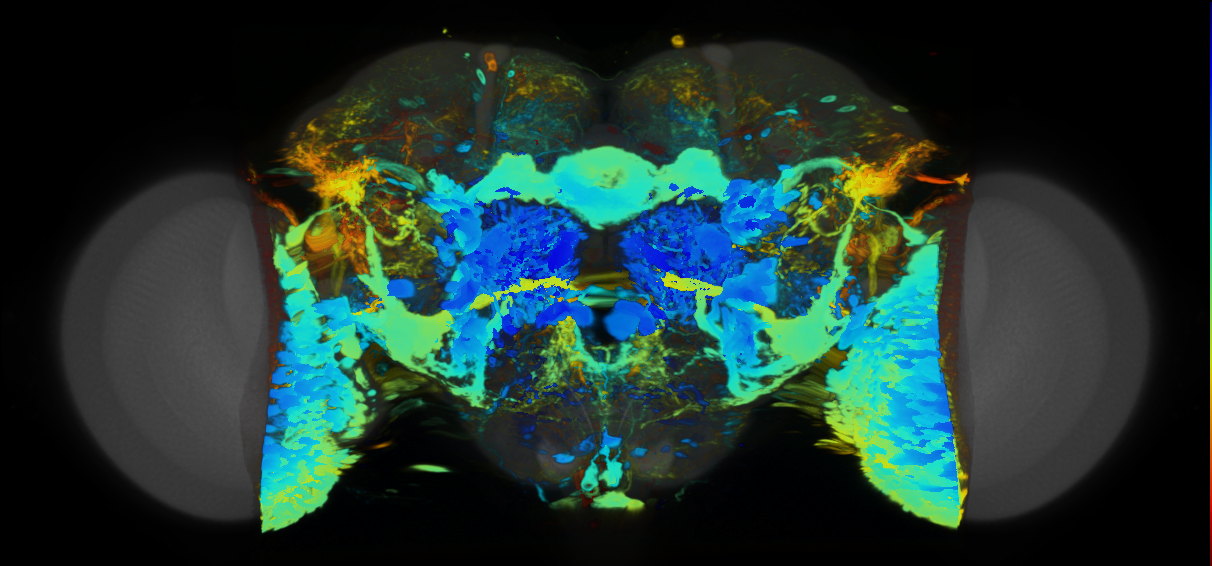 P{VT008674-GAL4} expression pattern