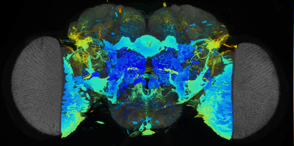 P{VT008674-GAL4} expression pattern