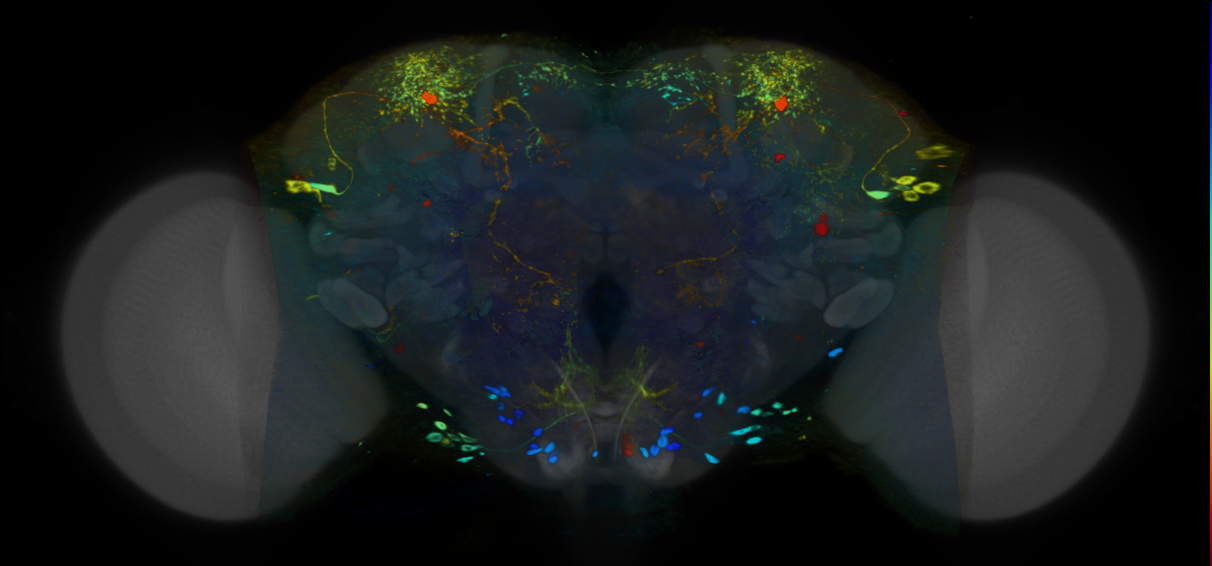 P{VT008687-GAL4} expression pattern