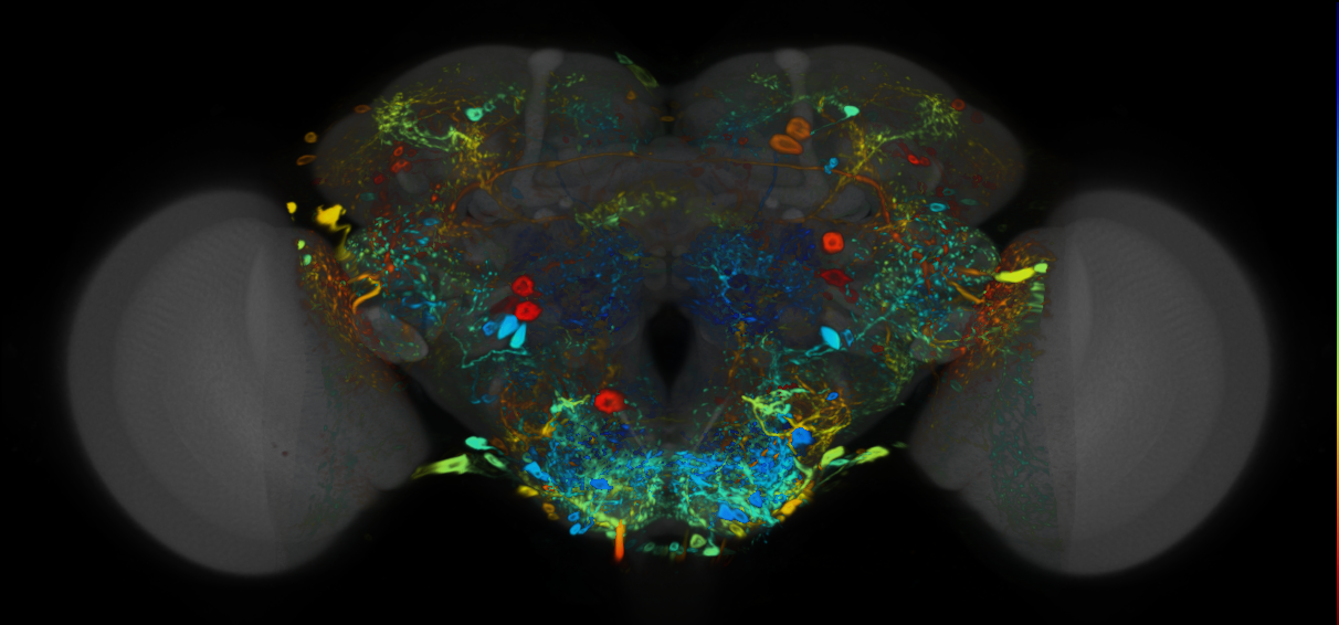P{VT008810-GAL4} expression pattern