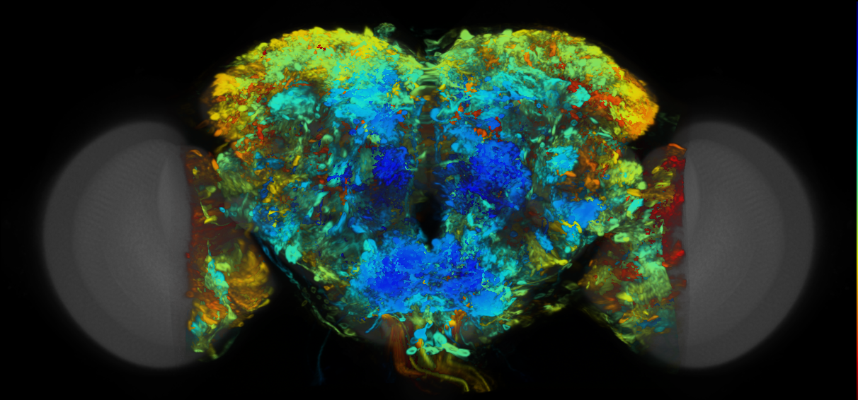 P{VT008820-GAL4} expression pattern