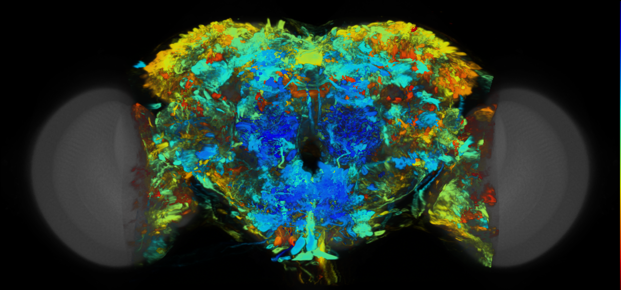 P{VT008820-GAL4} expression pattern