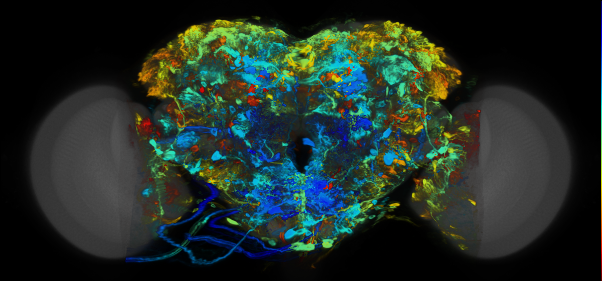 P{VT008820-GAL4} expression pattern