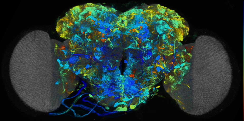 P{VT008820-GAL4} expression pattern