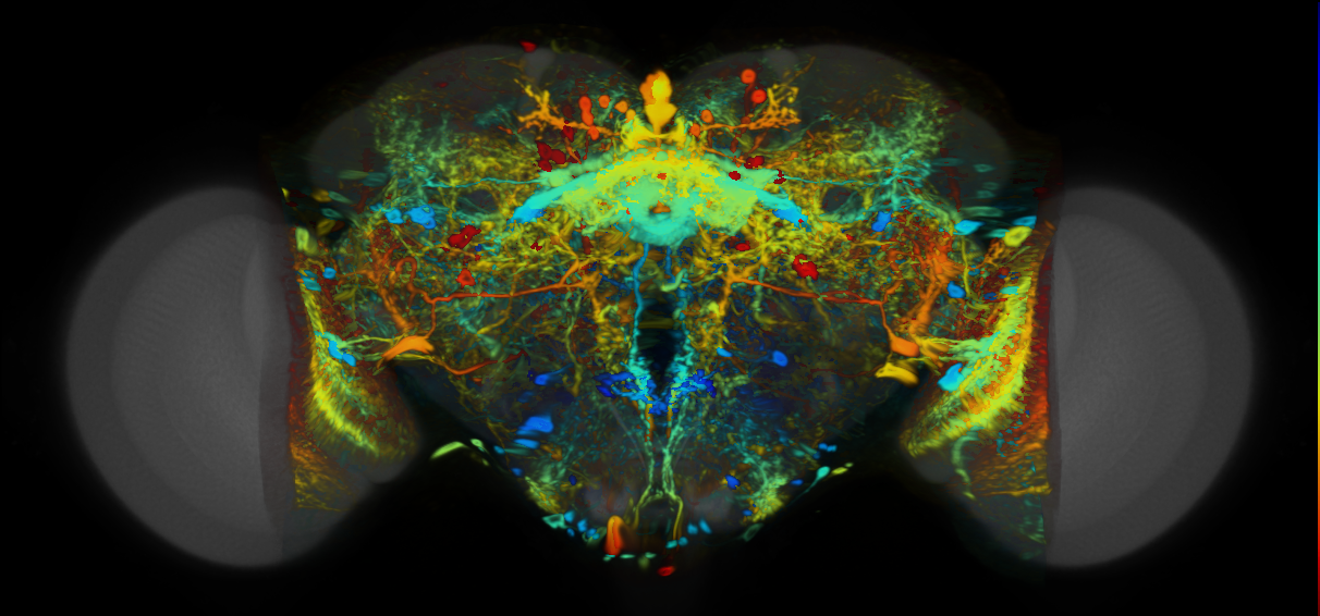 P{VT008881-GAL4} expression pattern