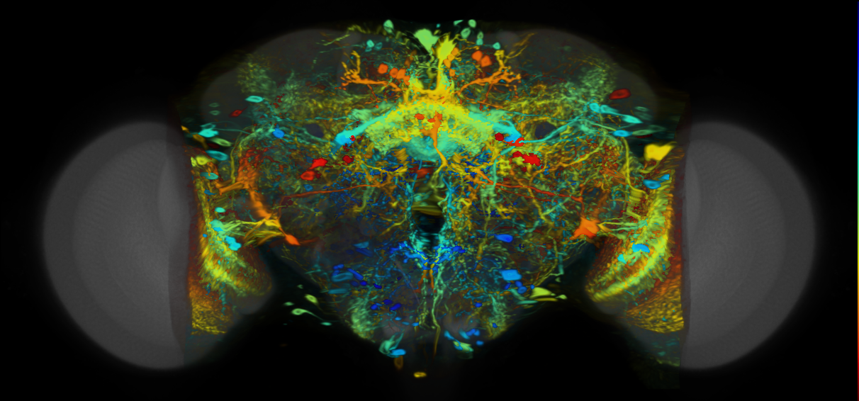 P{VT008881-GAL4} expression pattern