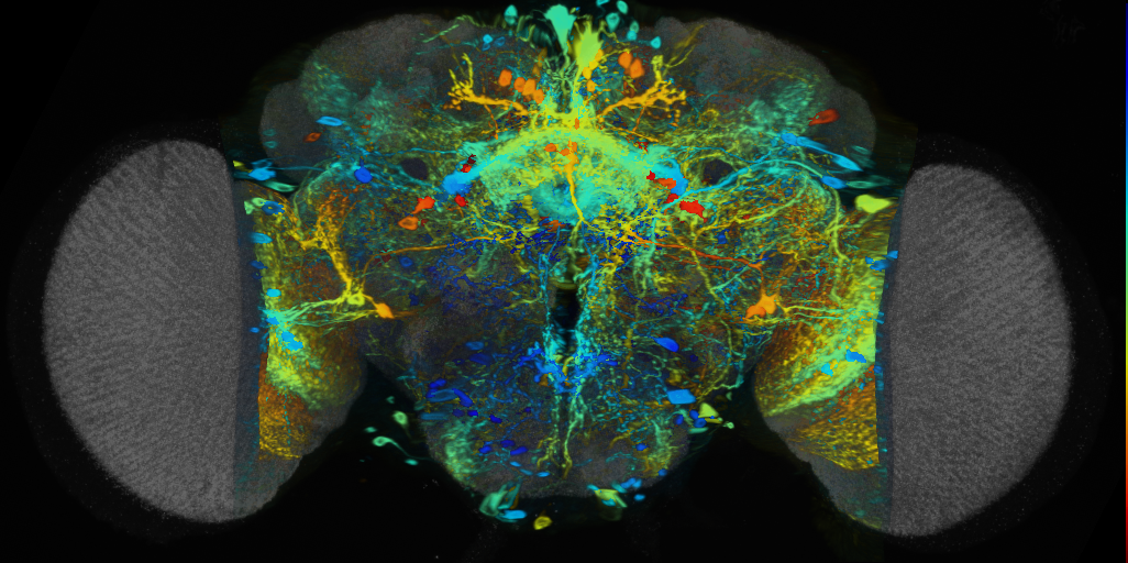 P{VT008881-GAL4} expression pattern