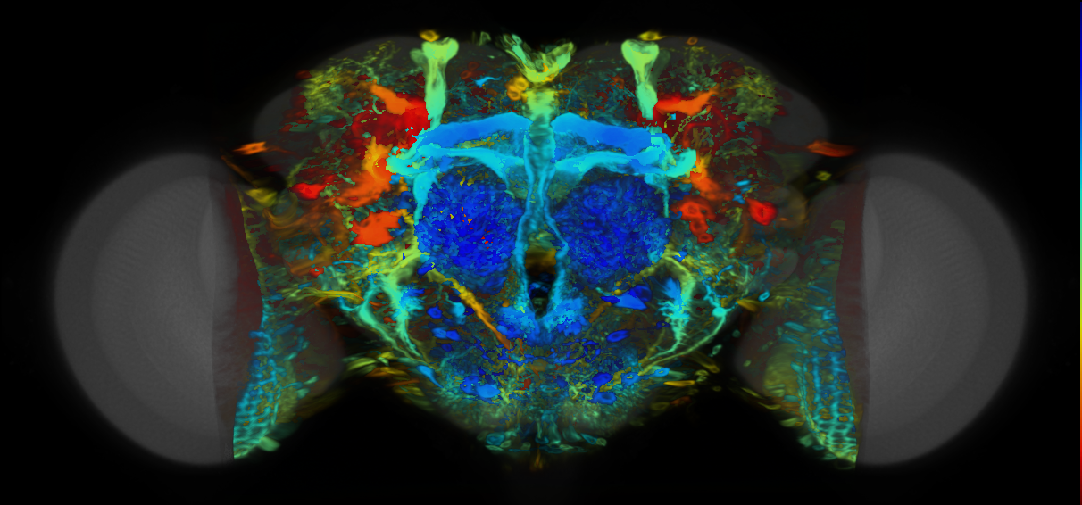 P{VT008886-GAL4} expression pattern