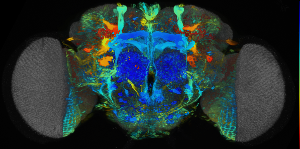 P{VT008886-GAL4} expression pattern