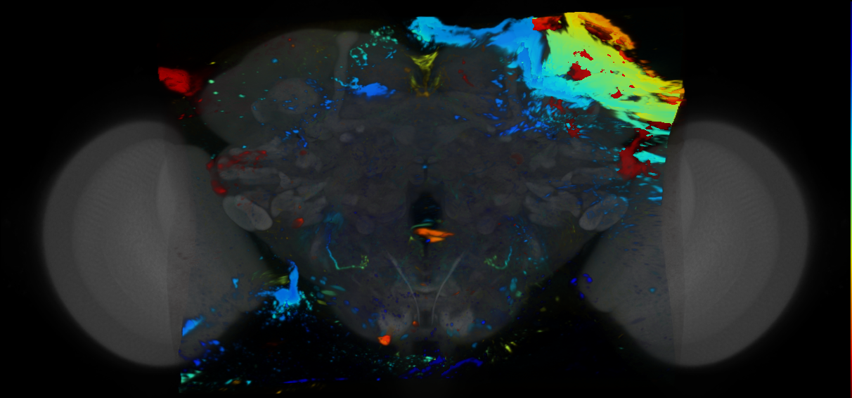 P{VT008909-GAL4} expression pattern