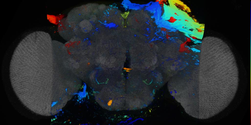 P{VT008909-GAL4} expression pattern