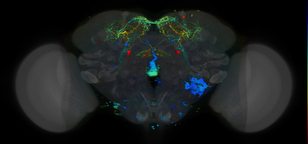 P{VT008912-GAL4} expression pattern