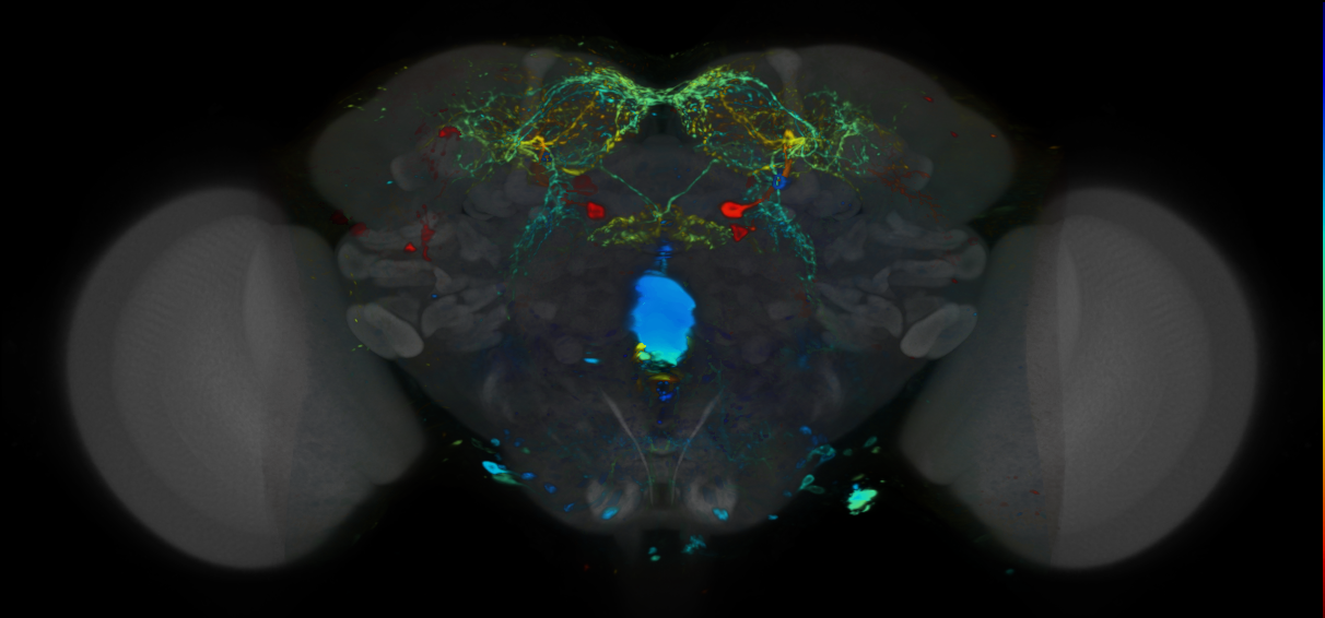 P{VT008912-GAL4} expression pattern