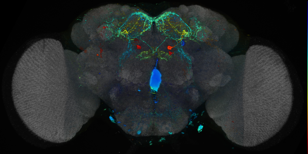 P{VT008912-GAL4} expression pattern