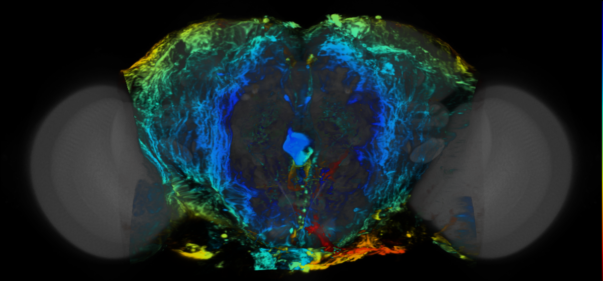 P{VT008913-GAL4} expression pattern