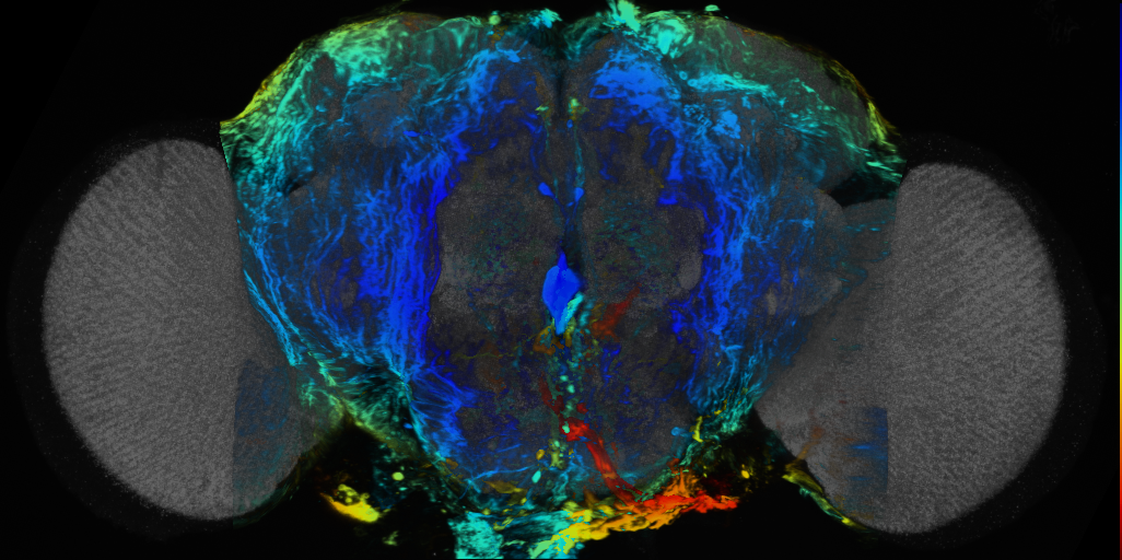 P{VT008913-GAL4} expression pattern
