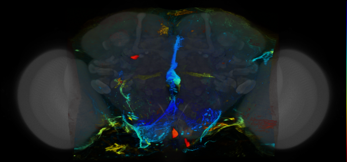 P{VT008923-GAL4} expression pattern