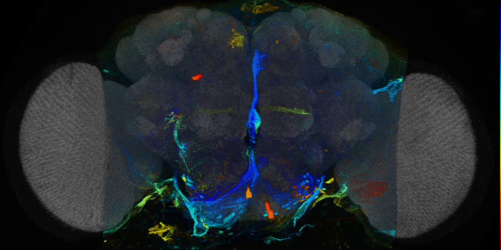 P{VT008923-GAL4} expression pattern