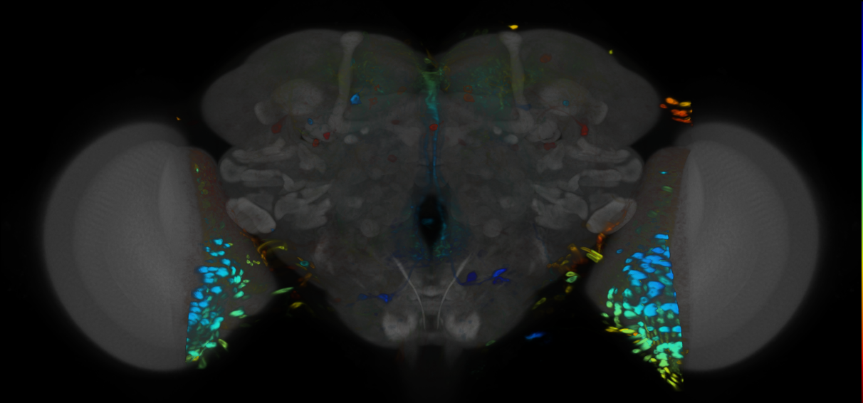 P{VT008973-GAL4} expression pattern