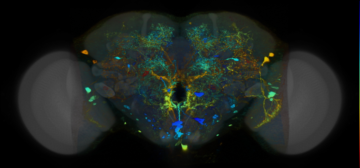 P{VT008997-GAL4} expression pattern
