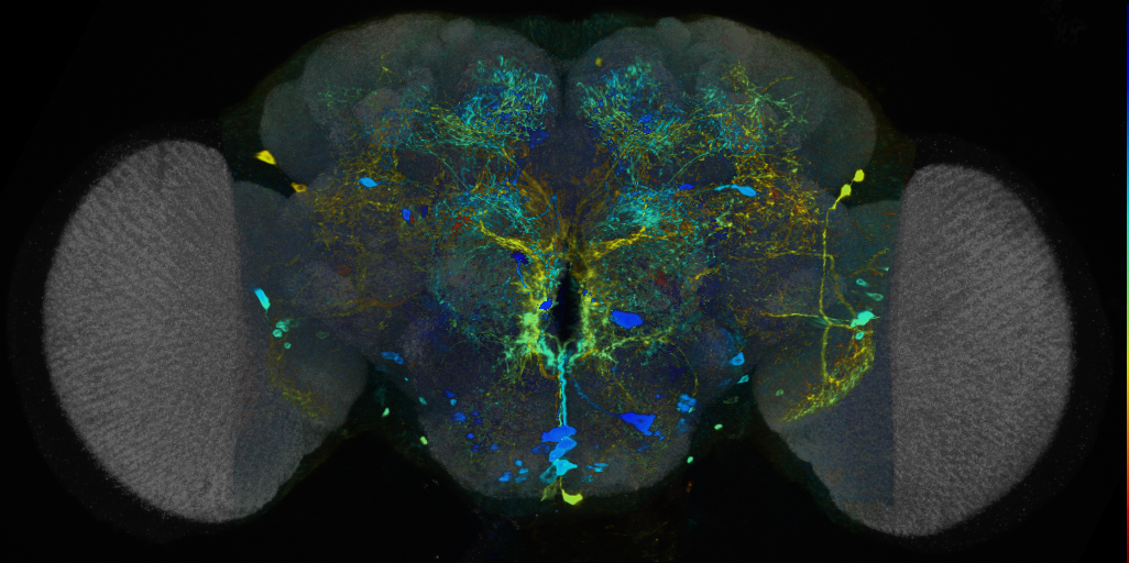 P{VT008997-GAL4} expression pattern