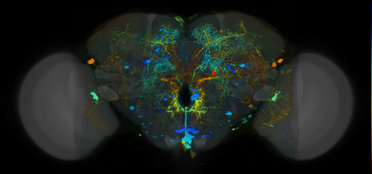 P{VT008997-GAL4} expression pattern
