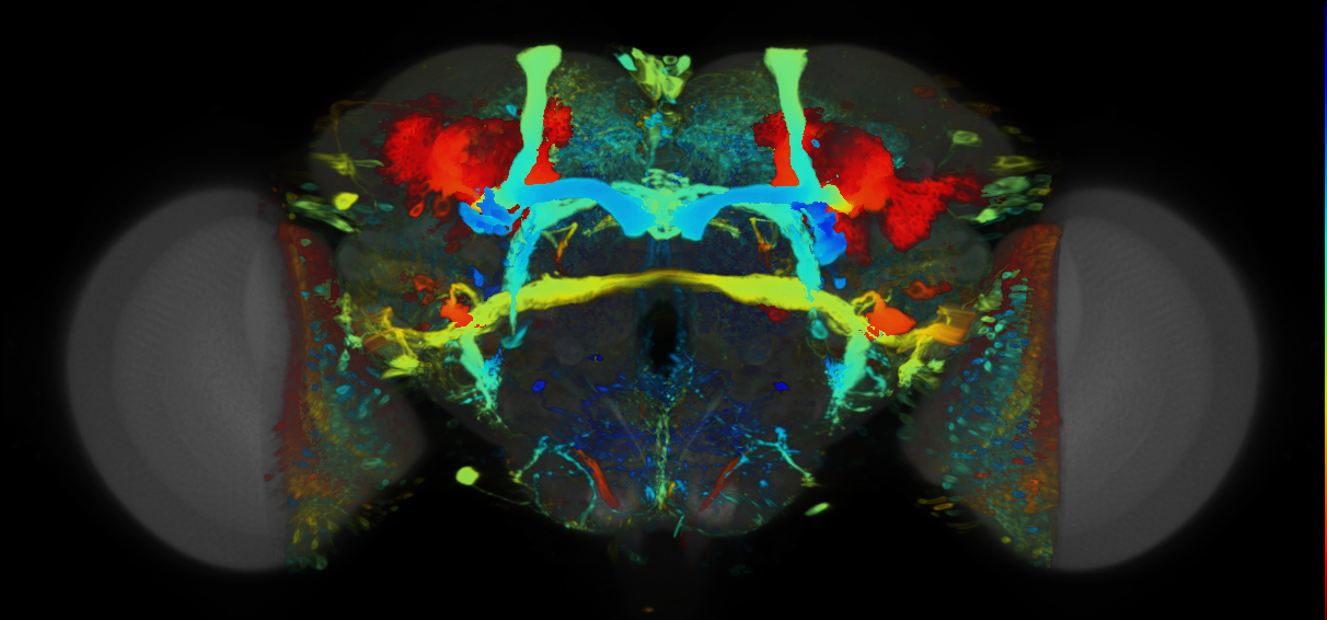 P{VT009682-GAL4} expression pattern