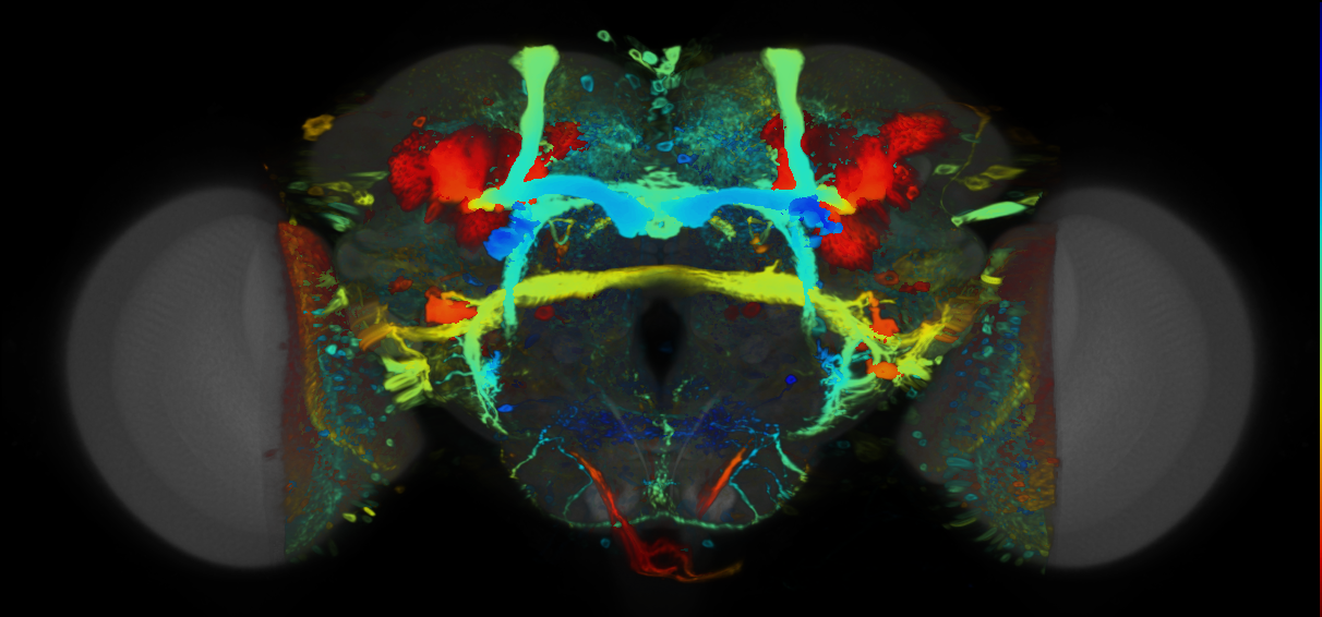 P{VT009682-GAL4} expression pattern