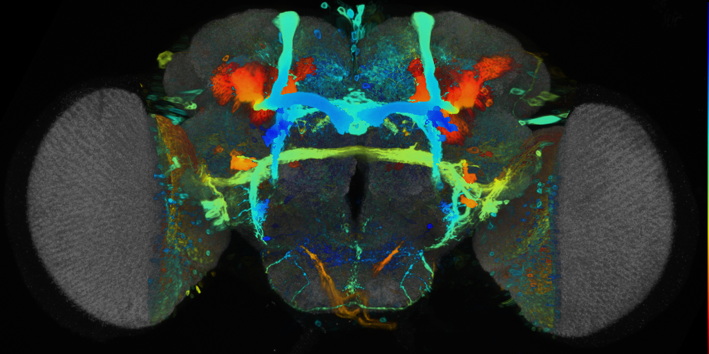 P{VT009682-GAL4} expression pattern