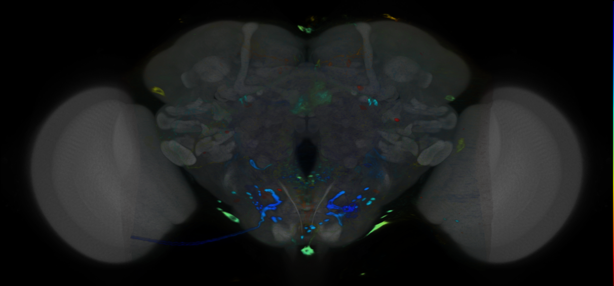 P{VT009829-GAL4} expression pattern