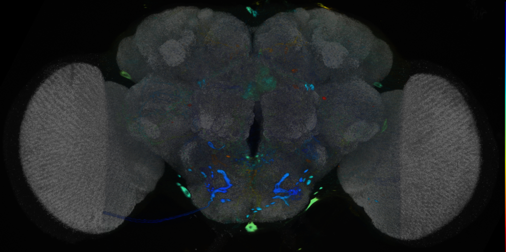 P{VT009829-GAL4} expression pattern