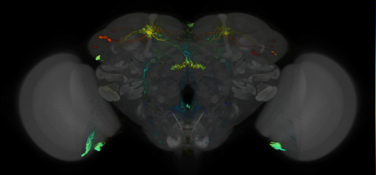 P{VT009834-GAL4} expression pattern