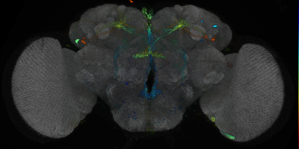 P{VT009834-GAL4} expression pattern