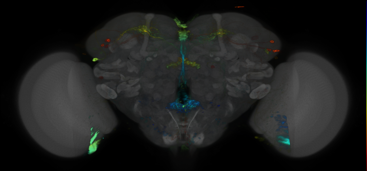 P{VT009834-GAL4} expression pattern