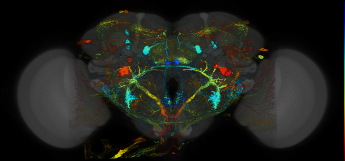 P{VT009835-GAL4} expression pattern