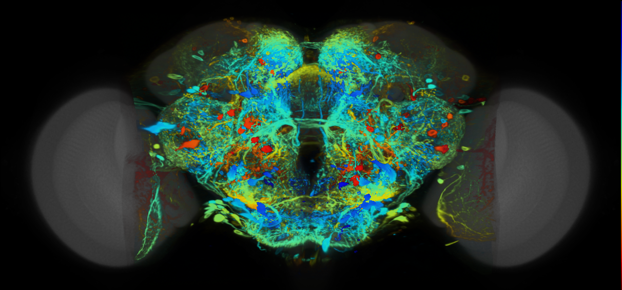 P{VT009841-GAL4} expression pattern