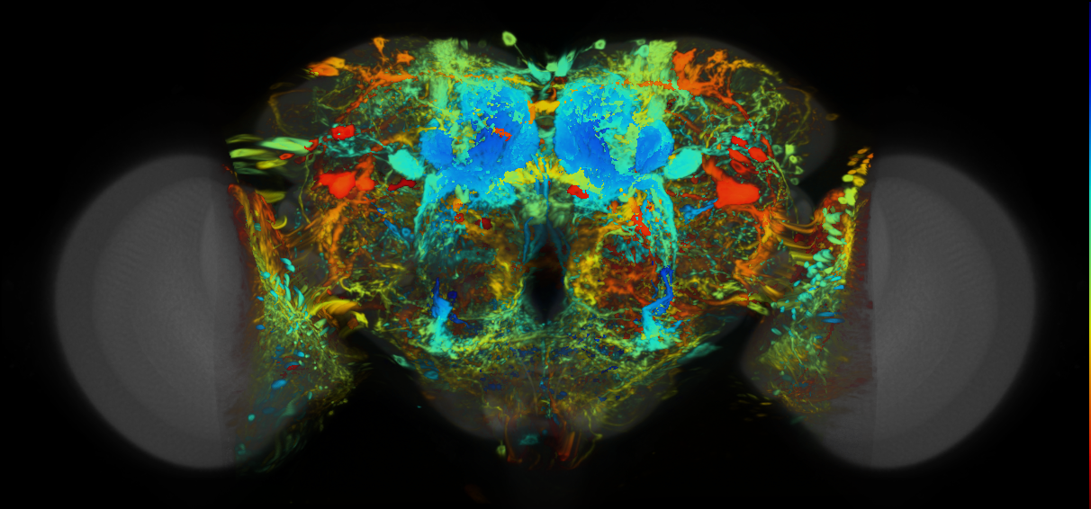P{VT009848-GAL4} expression pattern