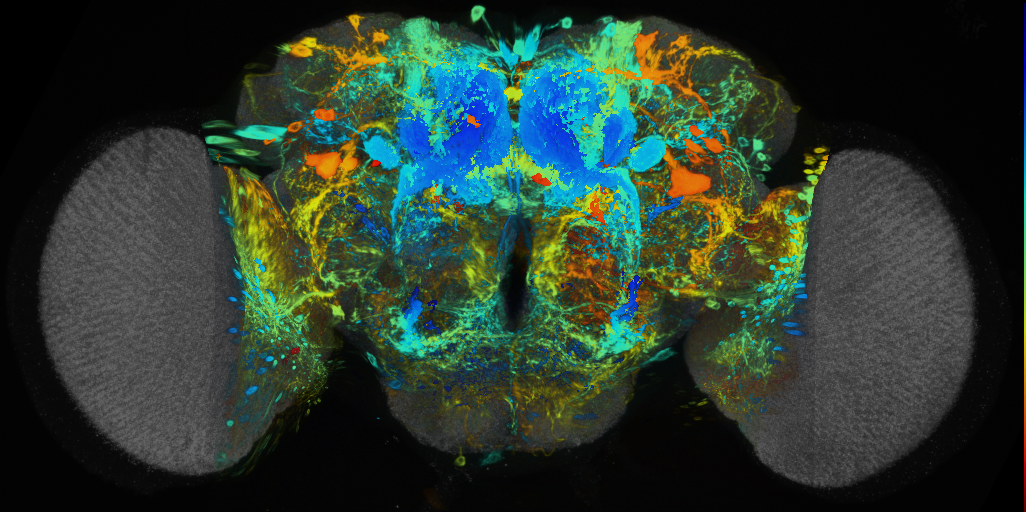 P{VT009848-GAL4} expression pattern