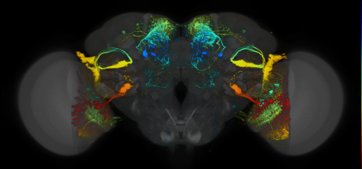 P{VT009855-GAL4} expression pattern