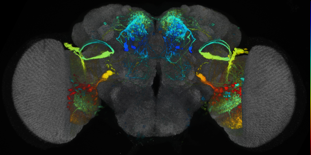 P{VT009855-GAL4} expression pattern