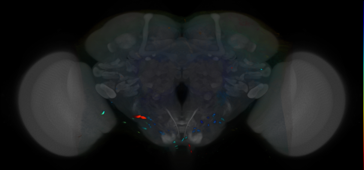 P{VT009950-GAL4} expression pattern