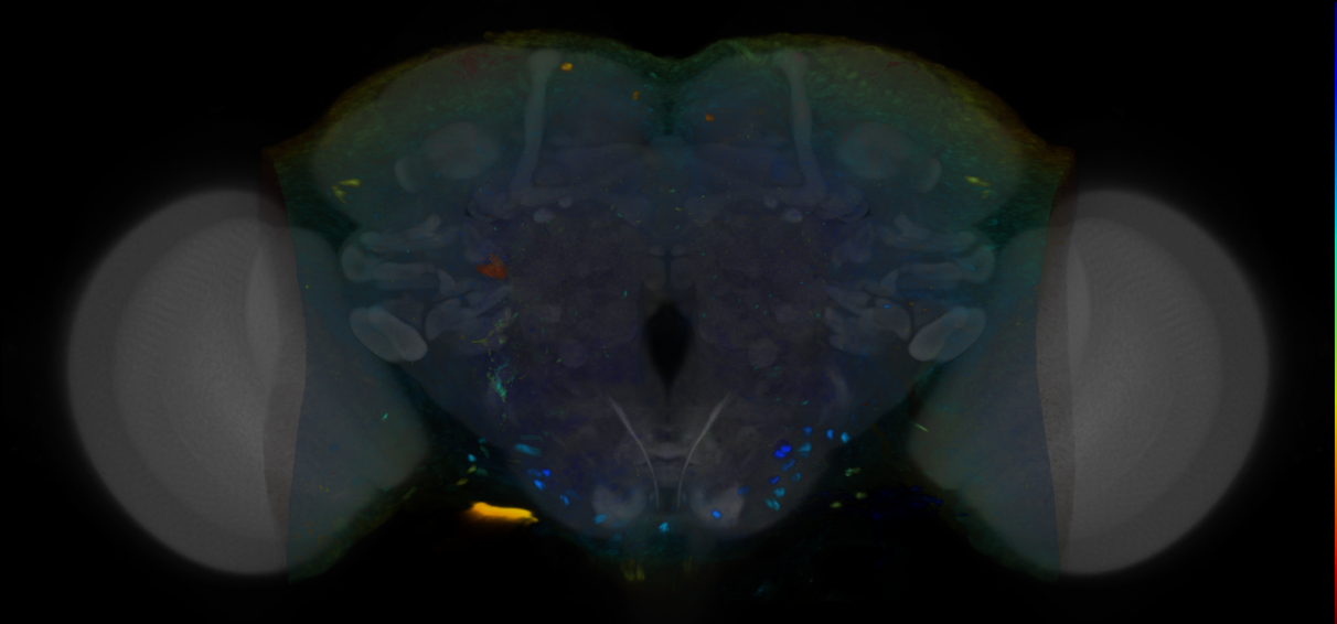 P{VT010001-GAL4} expression pattern