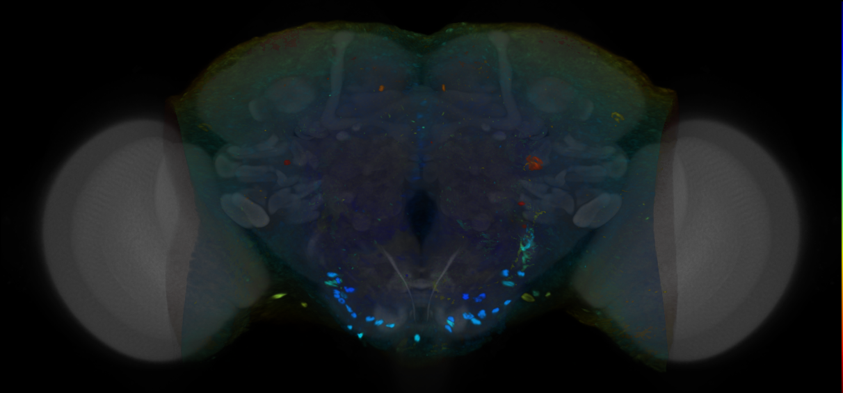 P{VT010001-GAL4} expression pattern